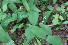 Convallaria majalis