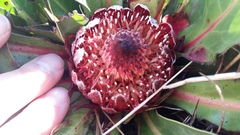 Protea caespitosa