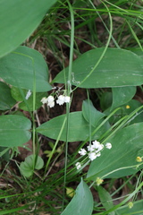 Convallaria majalis