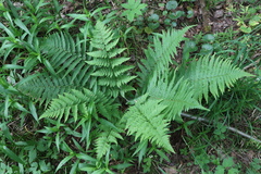 Dryopteris filix-mas