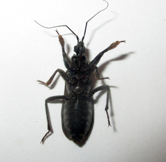 Ectomocoris quadrimaculatus