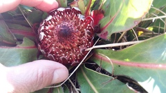 Protea caespitosa