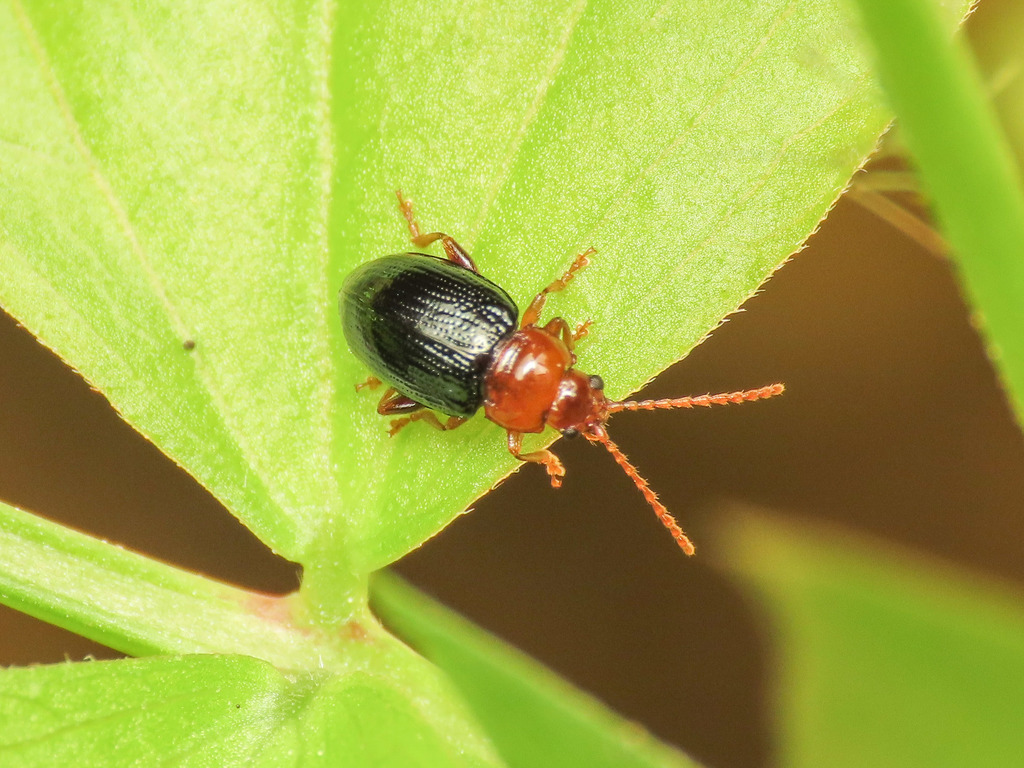 Derocrepis sodalis