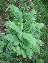 Dryopteris filix-mas