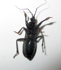 Ectomocoris quadrimaculatus