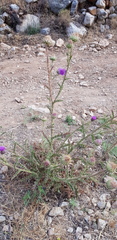 Onopordum cynarocephalum
