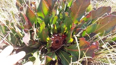 Protea caespitosa