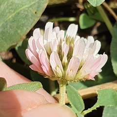 Trifolium fragiferum image