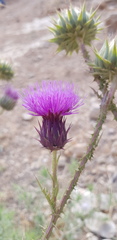 Onopordum cynarocephalum