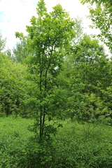 Quercus robur