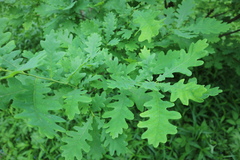 Quercus robur
