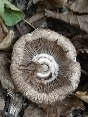 Agaricaceae