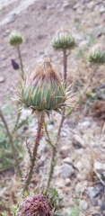 Onopordum cynarocephalum