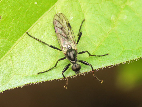 Bibio venosus