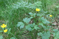 Ranunculus repens