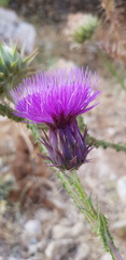 Onopordum cynarocephalum