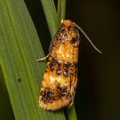 Commophila aeneana