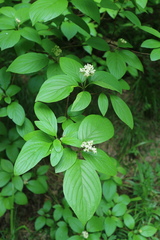 Cornus sericea