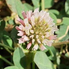 Trifolium fragiferum image