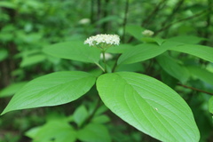 Cornus sericea