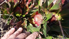Protea caespitosa