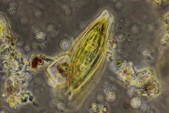 Craticula cuspidata