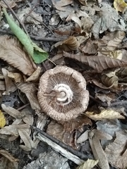 Agaricaceae
