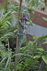 Furcifer verrucosus