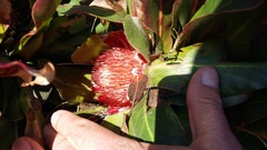 Protea caespitosa