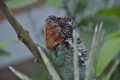 Furcifer verrucosus