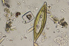 Craticula cuspidata