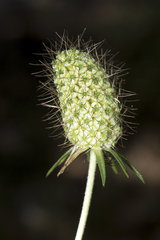 Sixalix atropurpurea