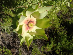Leucadendron pubibracteolatum