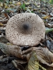 Agaricaceae