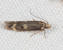 Trypanisma prudens