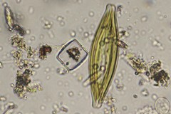 Craticula cuspidata