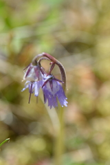 Soldanella