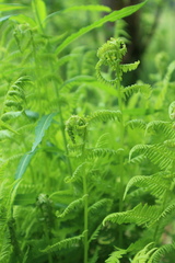 Athyrium filix-femina