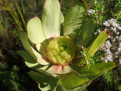 Leucadendron pubibracteolatum