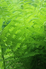 Athyrium filix-femina