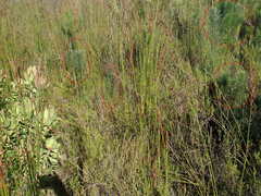 Leucadendron pubibracteolatum