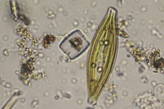 Craticula cuspidata