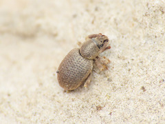 Peritelini