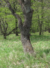 Quercus macranthera