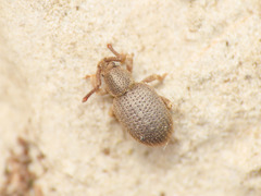 Peritelini