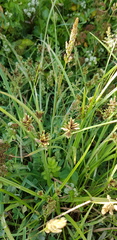 Cyperus glaber
