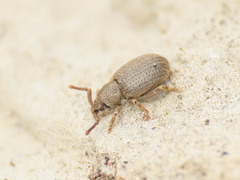 Peritelini