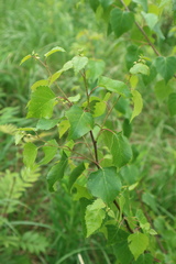 Betula pendula