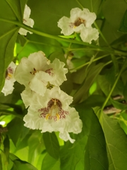 Catalpa bignonioides
