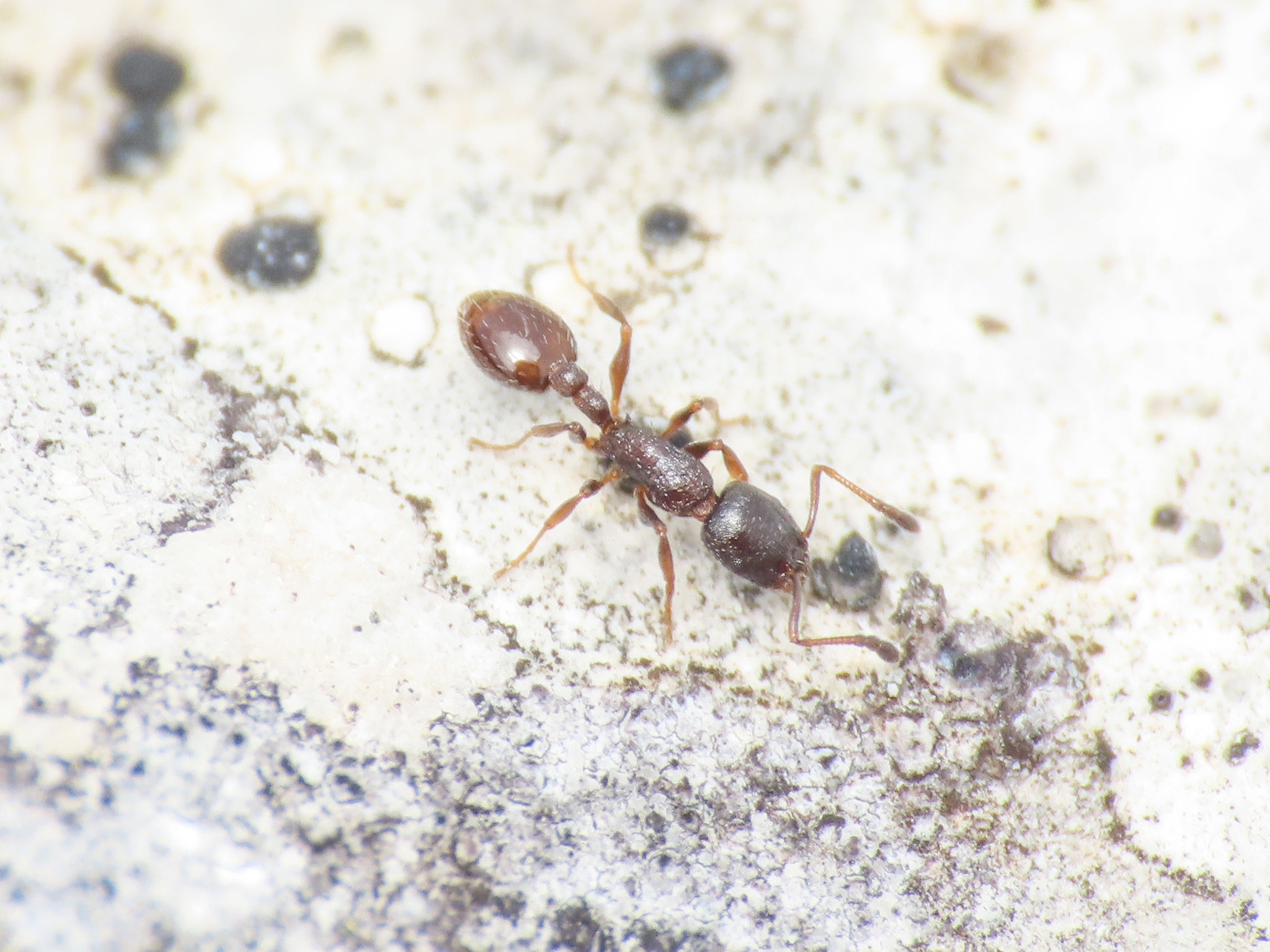 Temnothorax saxatilis